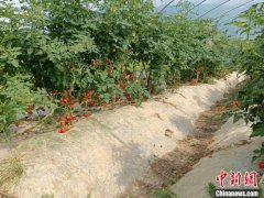 （乡村行·看振兴）湖南浏阳发展大棚经济带动农